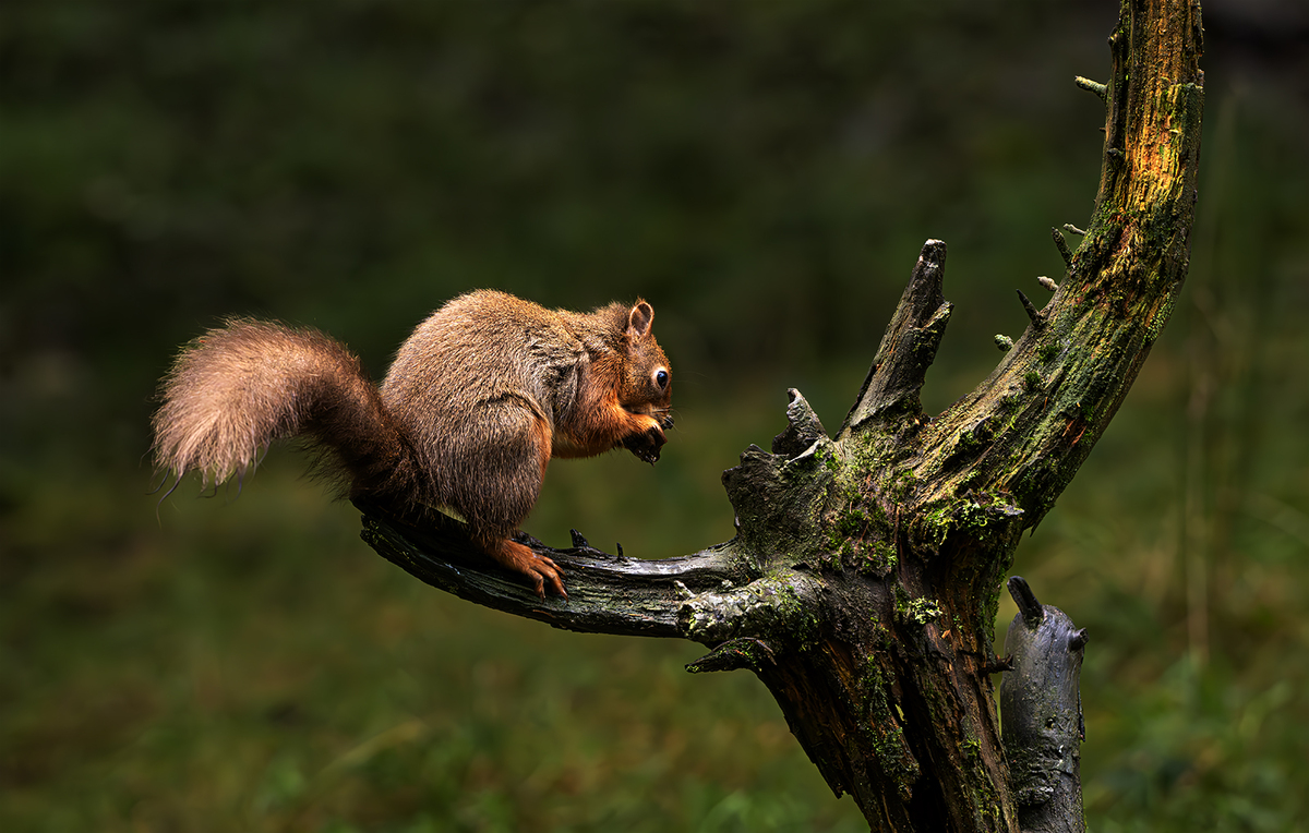 Red Squirrel 3